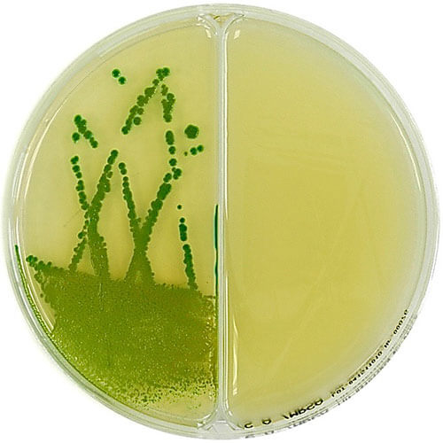 СРЕДА ПИТАТЕЛЬНАЯ ХРОМОГЕННАЯ STAPH.AUREUS/MRSA